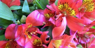 Alstroemeria