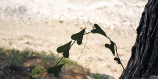 Salsepareille