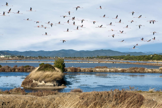 Salins des Pesquiers