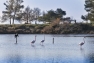 Les Salins d'Hyères